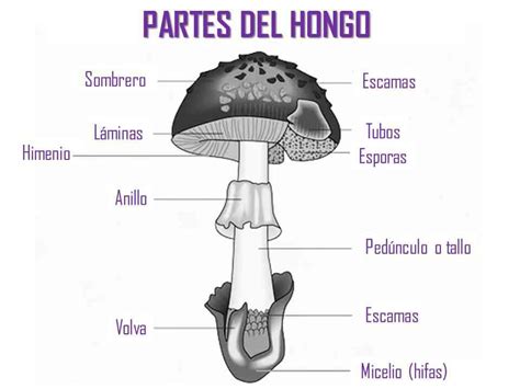 Esquema de un hongo basidiomiceto mostrando sus partes principales