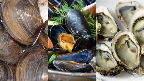 Ilustración de diferentes tipos de mariscos (almejas, mejillones, ostras) y peces.