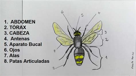 Ilustración de Cell en su Forma Imperfecta, destacando sus rasgos de insecto.