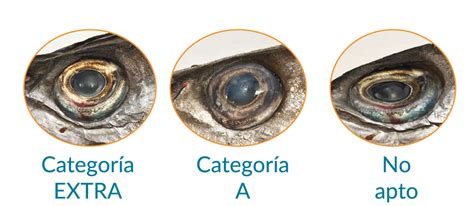 Ojos de un pescado fresco y de uno no fresco