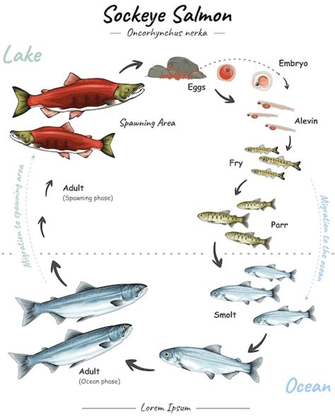 Ilustración del ciclo de vida del salmón desde el huevo hasta el adulto