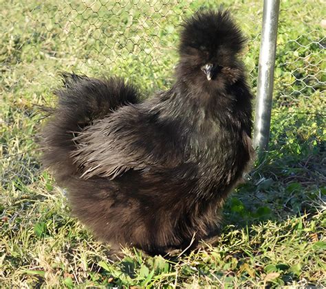Foto de una gallina sedosa negra con su plumaje característico