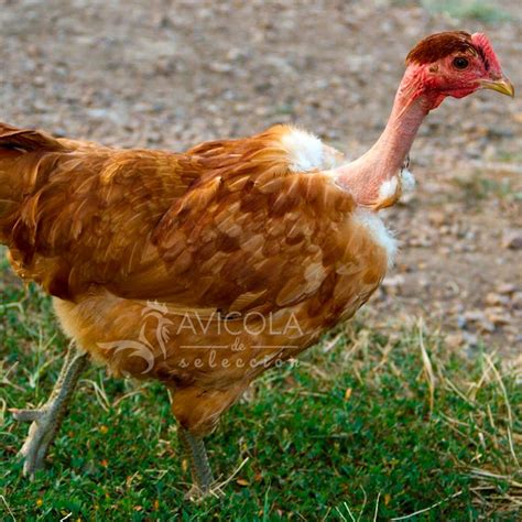Foto de una gallina Cuello Pelado con su distintivo cuello rojo sin plumas