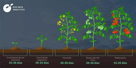 Tomate Sandía: planta adulta con frutos en diferentes etapas de maduración