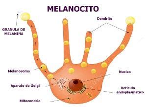 Diagrama de una célula melanocito mostrando cómo la hidroquinona interfiere en la producción y almacenamiento de melanina.