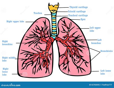 Esquema anatómico que ilustra la ubicación de los pulmones (bofes) en el ganado vacuno y porcino
