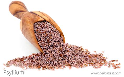 Esquema de la planta Plantago ovata y sus semillas, destacando la cáscara de psyllium