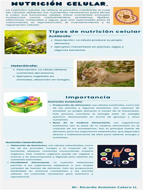 Infografía explicativa sobre la relación superficie-volumen en mamíferos de distintos tamaños