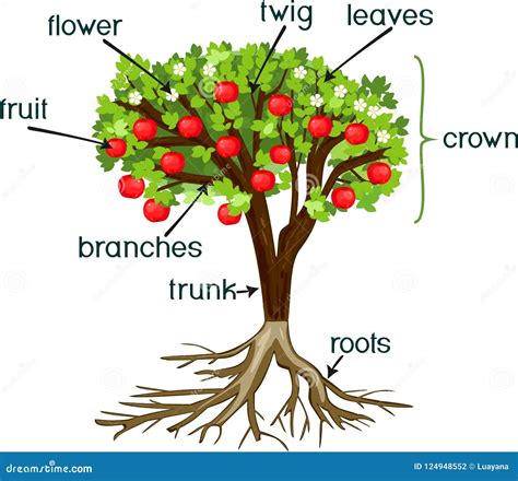 Esquema botánico del árbol de manzano resaltando la estructura de la copa redondeada, el tronco con corteza agrietada y la disposición de las ramas horizontales.