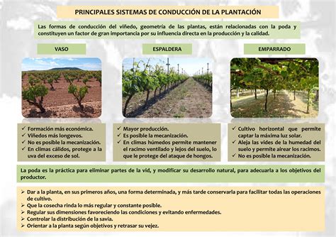 Infografía comparativa entre sistemas de conducción 3D (cono) y sistemas 2D (muro frutal) mostrando la penetración de la luz solar.