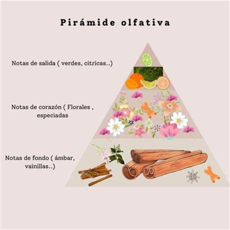 Infografía detallando la pirámide olfativa (salida, corazón, fondo) con ejemplos de notas florales.