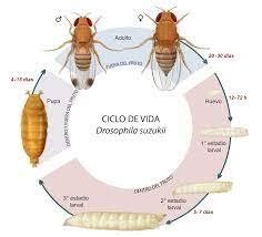 Infografía sobre el ciclo de vida de la Drosophila suzukii y métodos preventivos en el huerto