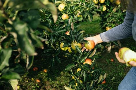 Cosecha manual de manzanas en un huerto