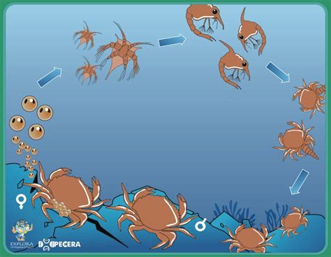Diagrama del ciclo de vida de la jaiba, mostrando hábitats larvales y juveniles