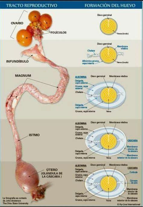 Esquema anatómico del aparato reproductor de la gallina: ovario, oviducto y cloaca.