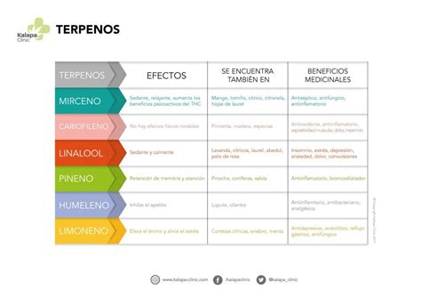 Esquema que muestra el proceso de pérdida de humedad y conservación de terpenos en los cogollos tras la cosecha