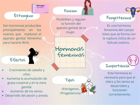Esquema de las hormonas femeninas y su relación con el sueño