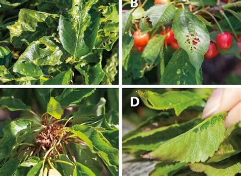 Fotografías de daños en pistilos de cerezos afectados por helada