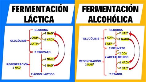 Esquema del proceso de fermentación láctica: desde la recepción de la leche hasta la adición de cultivos y el envasado del producto final.