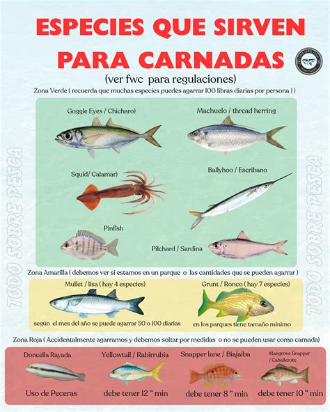 Foto de una variedad de carnadas de pesca Arcadia