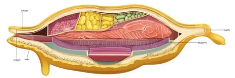 Fotografía detallada de un corte transversal de salmón, mostrando la infiltración de grasa.