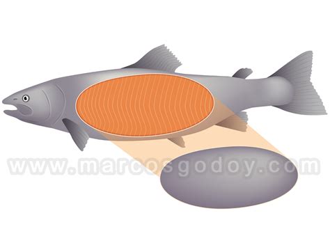 Ilustración esquemática de la musculatura esquelética en un salmónidos, mostrando la organización segmentaria de los miotomos.