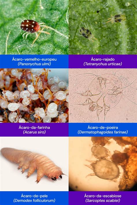 Esquema de las principales especies de ácaros de la harina y sus características morfológicas.