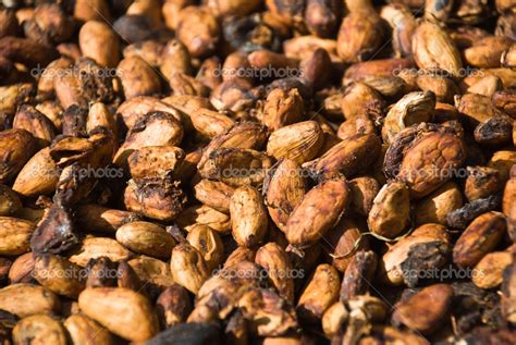 Semillas de cacao secándose al sol