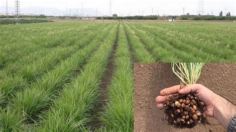 Campo de cultivo de chufa amarilla y detalle de la planta