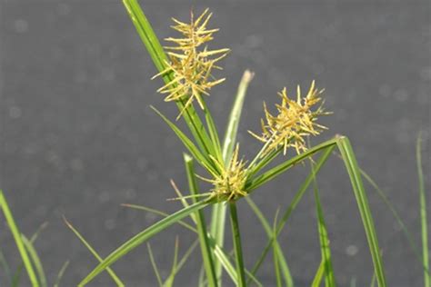 Morfología de la planta de chufa amarilla (Cyperus esculentus L.) con detalles de tallo, hojas y tubérculos