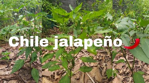 Esquema de cómo se convierte un jalapeño en chipotle