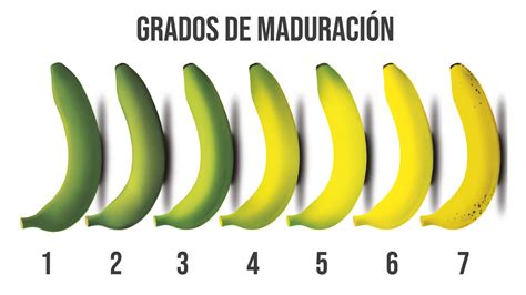 Esquema visual que muestra los grados de maduración del plátano, desde amarillo con manchas hasta negro, indicando el punto ideal para freír.