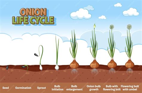 infografía comparativa de la velocidad de crecimiento entre la cebolla y malezas comunes