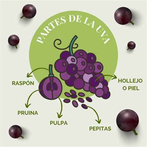Ilustración detallada de una pepita de uva y sus componentes.