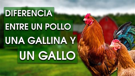 Comparación visual entre un pollo industrial y una gallina de campo, destacando las diferencias en color y textura de la carne y piel.
