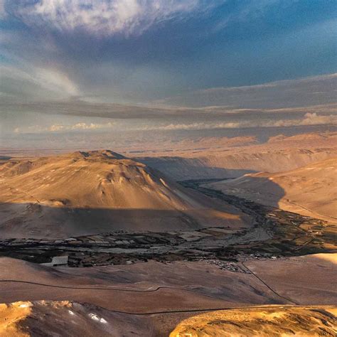 Campo de maíz lluteño en el Valle de Lluta, mostrando su adaptación a condiciones áridas.