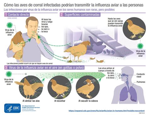 Infografía sobre las vías de transmisión y prevención de la gripe aviar.