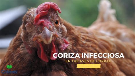 Ave con hinchazón facial y secreción ocular, síntomas de coriza infecciosa.