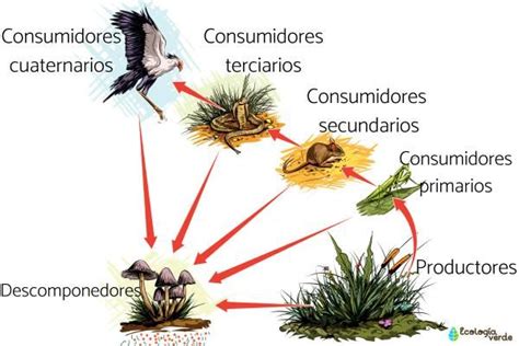 Esquema explicativo sobre el papel de los buitres en la cadena trófica y la eliminación de focos infecciosos en el ecosistema.