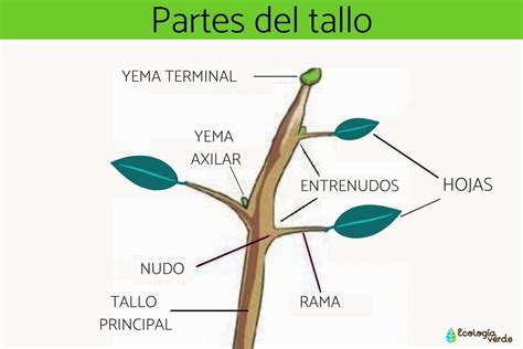 Esquema de las partes de una planta de lavanda: espigas, flores y tallos