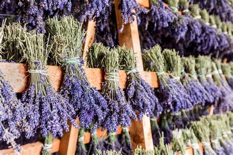 Fotografía de manojos de lavanda colgados boca abajo para su secado
