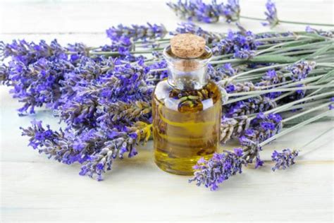 Diagrama paso a paso de la maceración de flores de lavanda en aceite