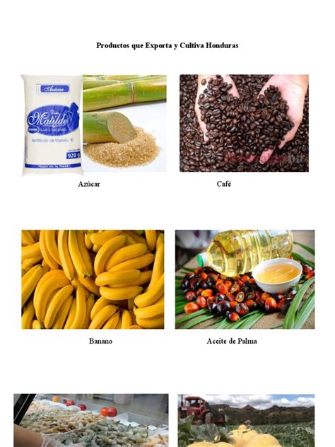 Infografía sobre los principales productos nativos chilenos y su potencial gastronómico