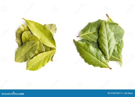 Hojas de laurel frescas y secas