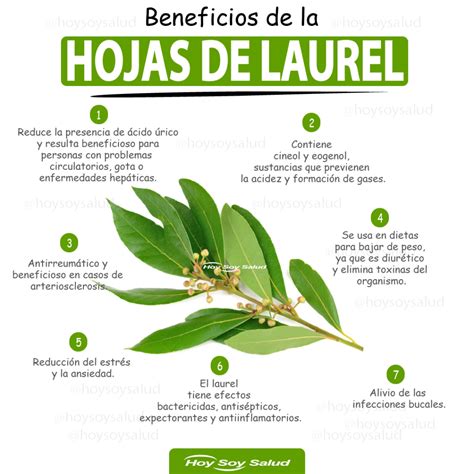 Infografía sobre las propiedades del laurel