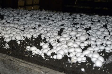 Campo de cultivo de champiñones de diferentes variedades