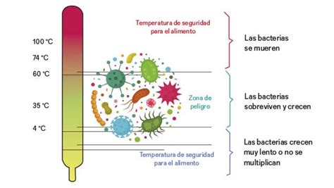 Esquema de la proliferación bacteriana en alimentos