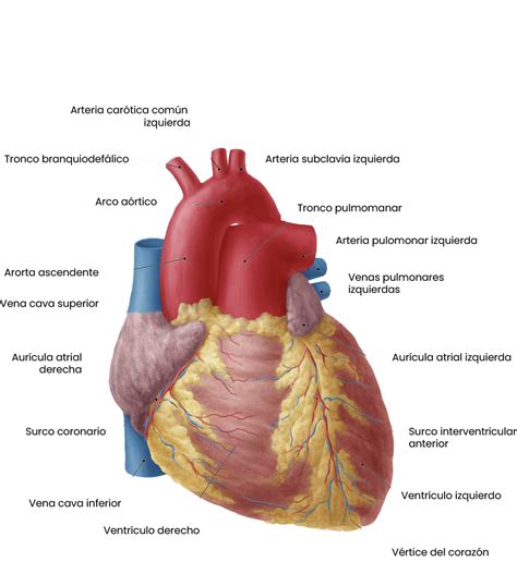 Esquema que muestra la anatomía de la palmera y la ubicación del corazón o palmito en el tallo central.