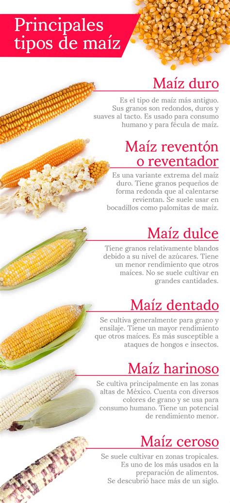 Ilustración de diferentes tipos de granos de maíz con sus respectivas clasificaciones.