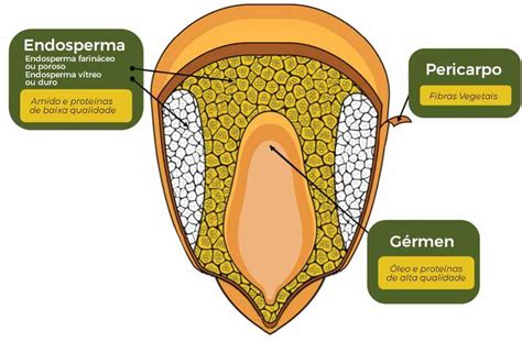 Representación esquemática de la estructura del grano de maíz dentado, destacando la depresión característica.